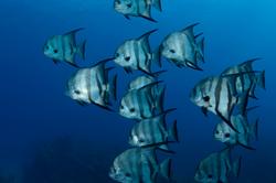 Bahamas Aggressor Luxury Scuba Diving Liveaboard - Caribbean.